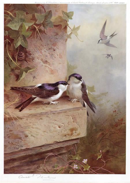Archibald Thorburn Housemartins